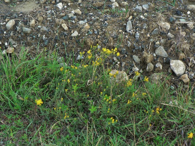 6galatella-linosyris-2