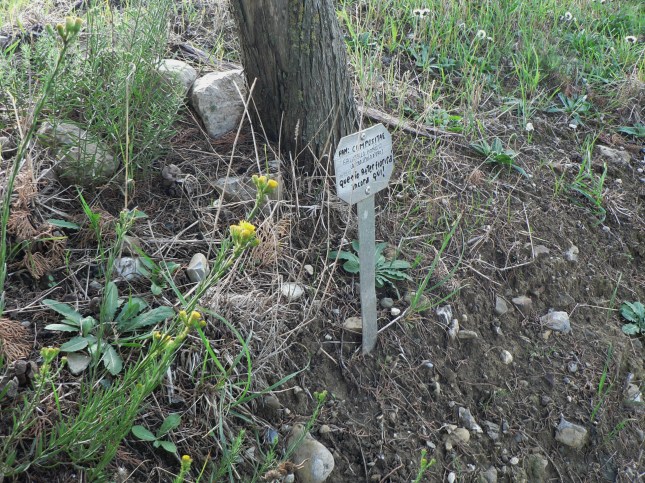 6galatella-linosyris-3