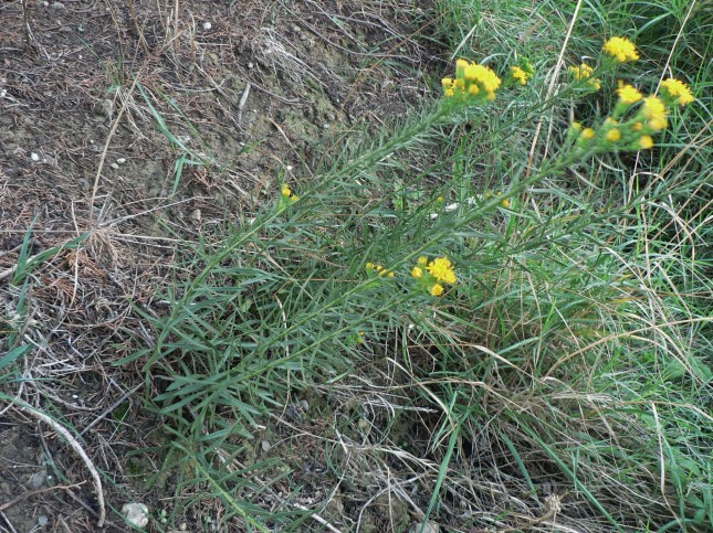 6galatella-linosyris-4