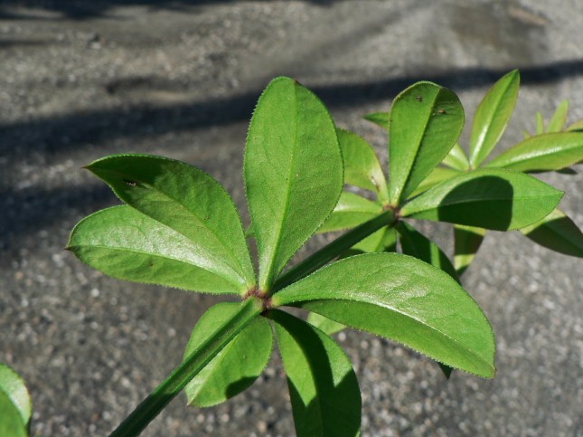 7-rubia-peregrina-10