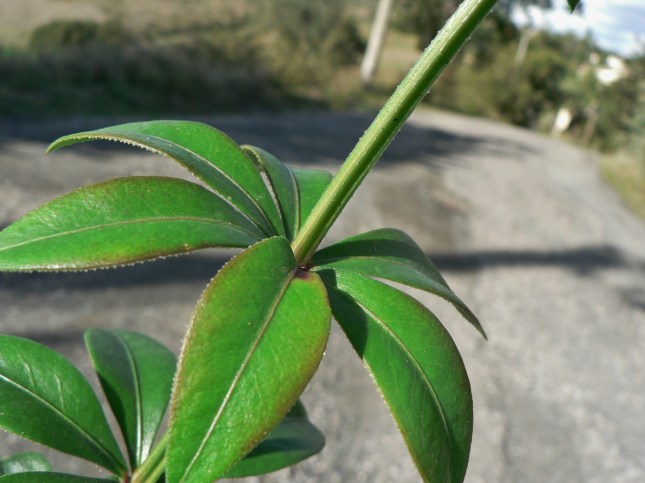 7-rubia-peregrina-11