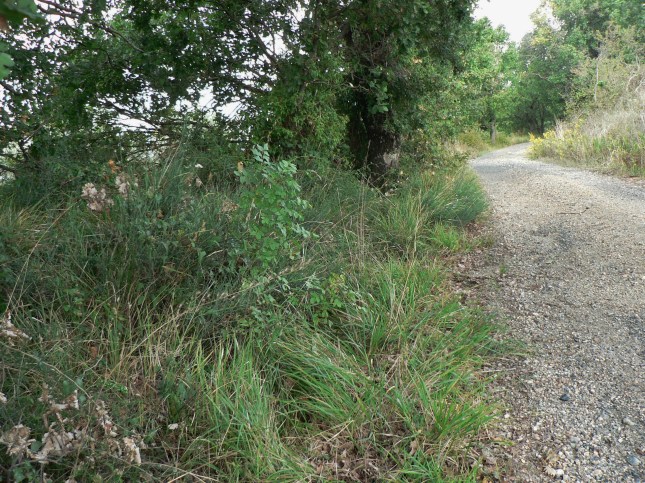 8-asparagus-acutifolius-1