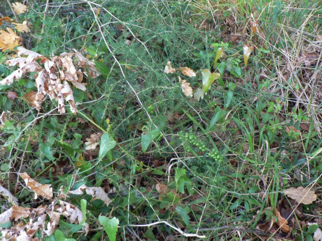 8-asparagus-acutifolius-2