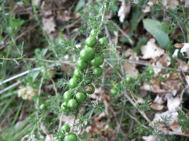 8-asparagus-acutifolius-3