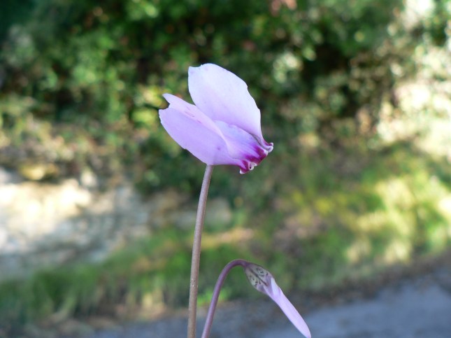 a-cyclamen-ederifolium-4