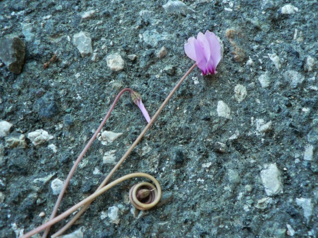 a-cyclamen-ederifolium-5