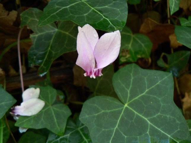 a-cyclamen-ederifolium-6