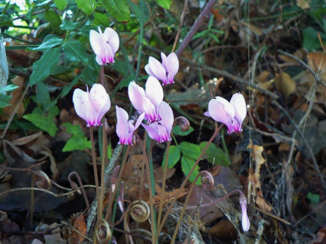 a-cyclamen-ederifolium-7