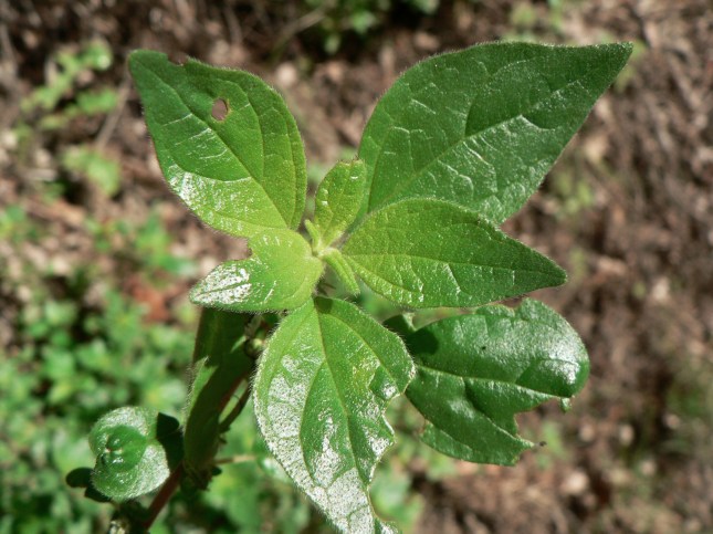 b-parietaria-officinalis-3