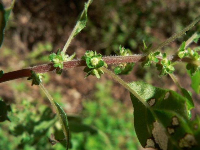 b-parietaria-officinalis-4