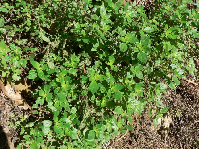 b-parietaria-officinalis-5