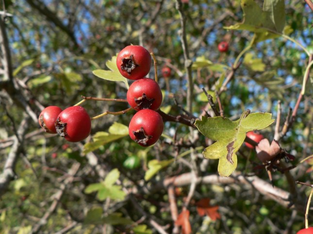c-crataegus