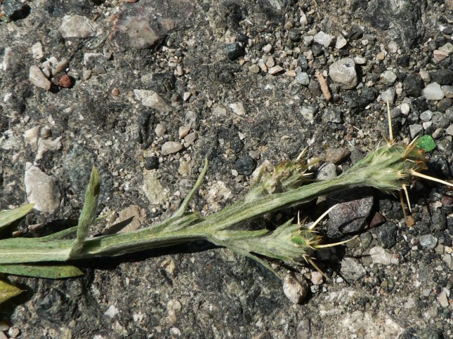 Centaurea solstizialis (1)