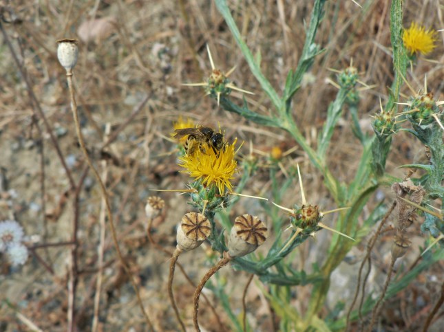 Centaurea solstizialis (3)