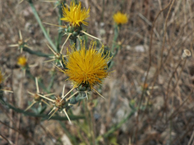 Centaurea solstizialis (4)