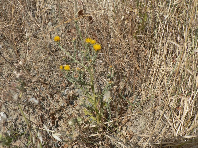 Centaurea solstizialis (5)
