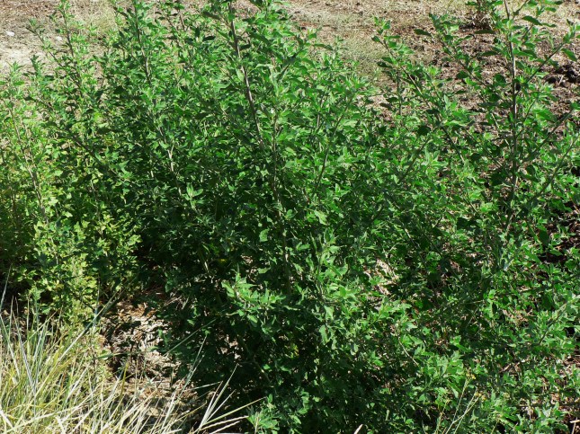 chenopodium-album-1