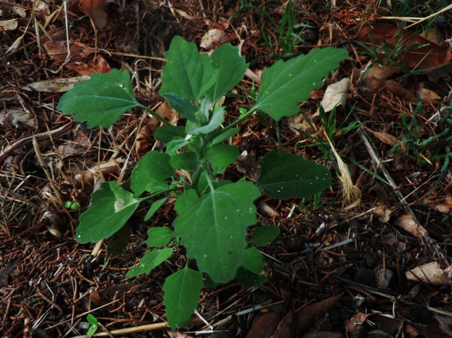 Chenopodium album (2)
