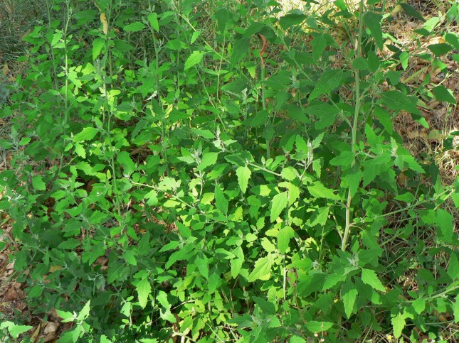 chenopodium-album-2