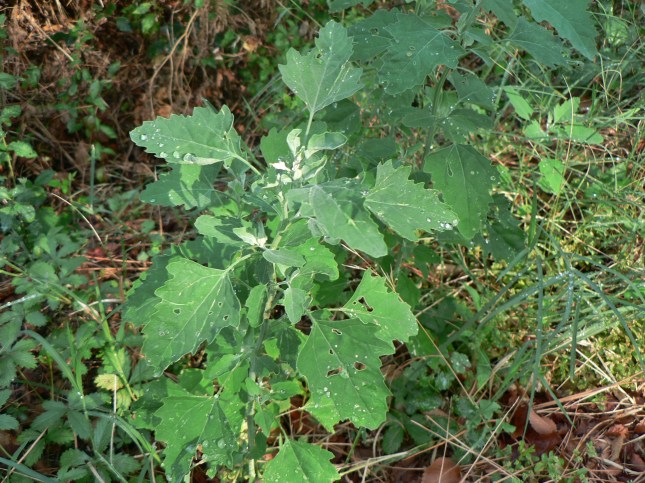 Chenopodium album (3)