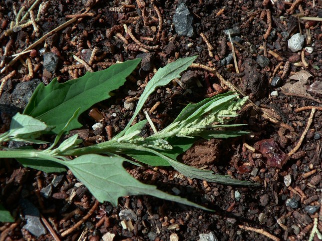 chenopodium-album-3