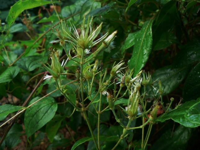 Clematis vitalba (1)