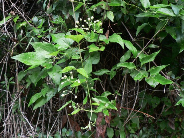 Clematis vitalba (3)