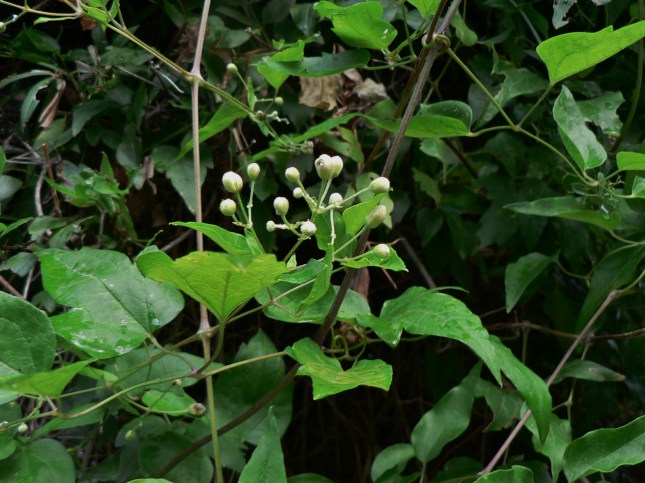 Clematis vitalba (4)