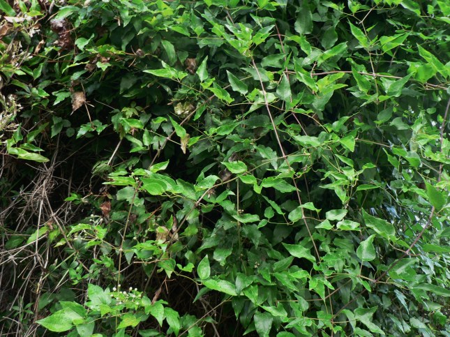 Clematis vitalba (5)