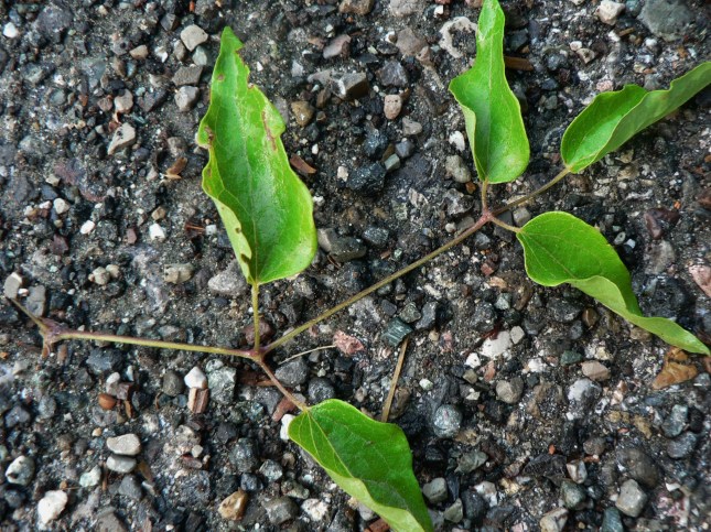 Clematis vitalba (6)