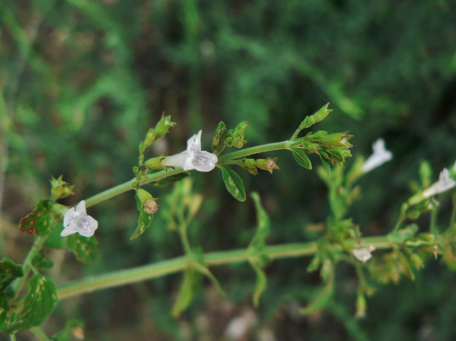 Clinopodium nepetea (2)