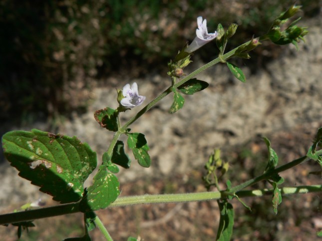 Clinopodium nepetea (3)