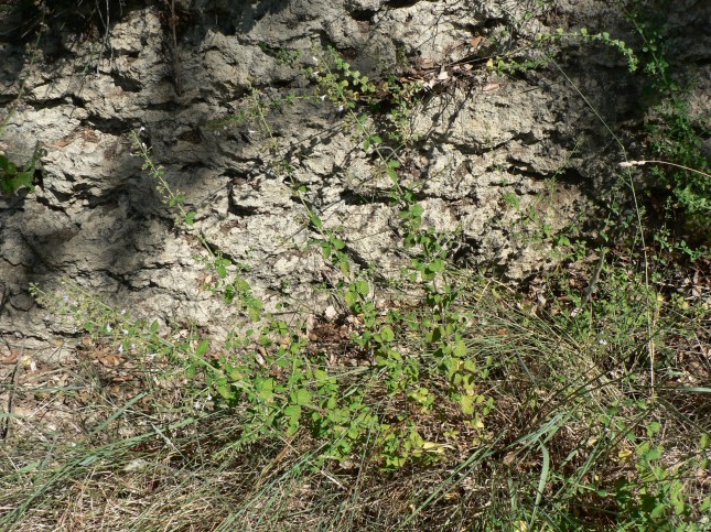 Clinopodium nepetea (4)