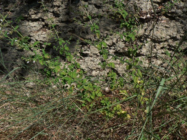Clinopodium nepetea (5)