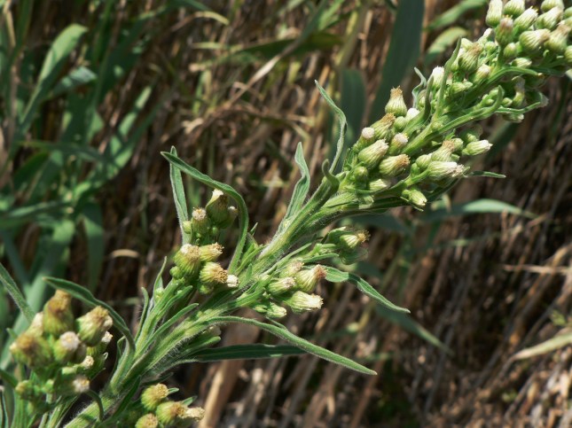 conyza-bonariensis-erigeron-bonariensis-1