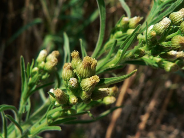 conyza-bonariensis-erigeron-bonariensis-2