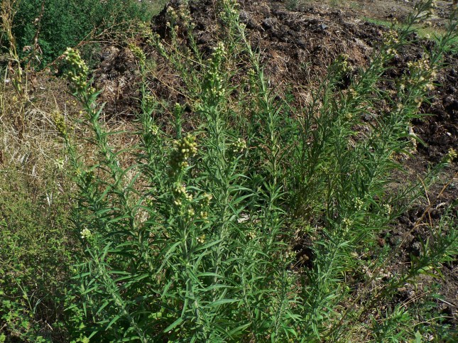 conyza-bonariensis-erigeron-bonariensis-3