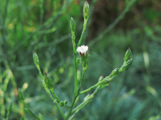 d-synphyotricum-squamatum-1