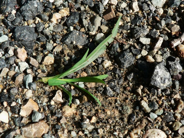 d-synphyotricum-squamatum-2