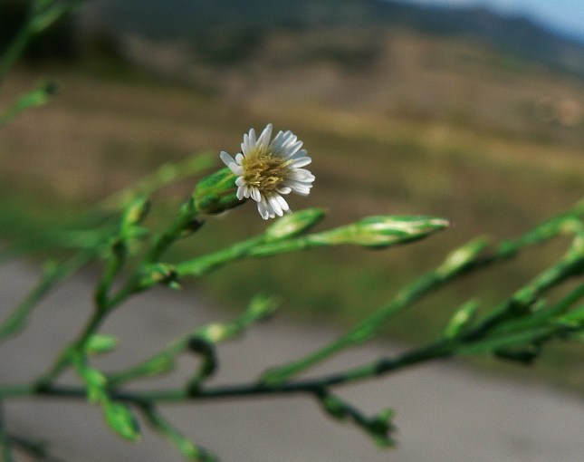 d-synphyotricum-squamatum-3