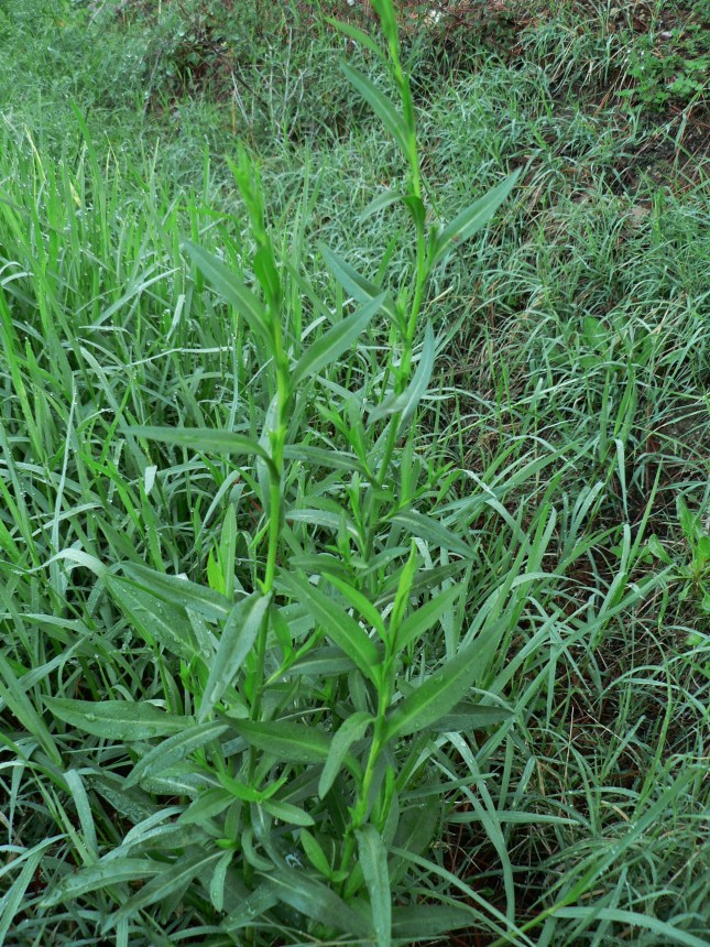 d-synphyotricum-squamatum-4