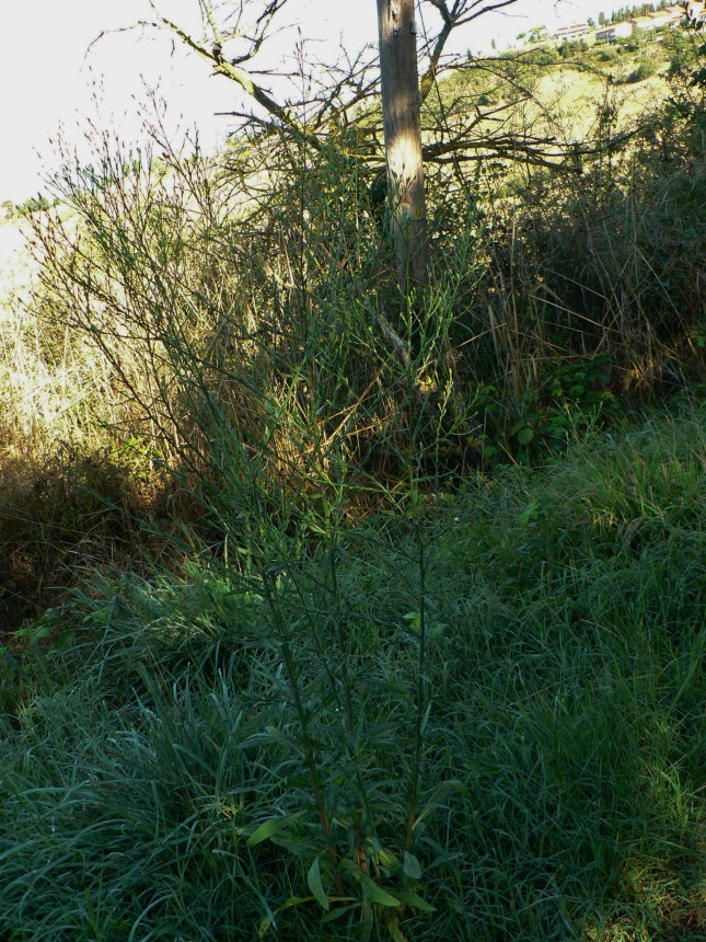 d-synphyotricum-squamatum-5