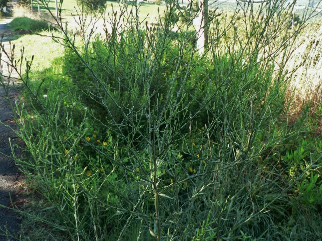 d-synphyotricum-squamatum-6