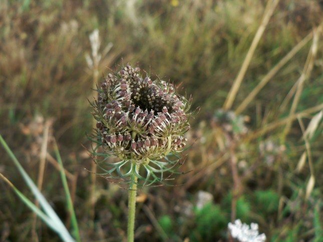 Daucus carota (2)
