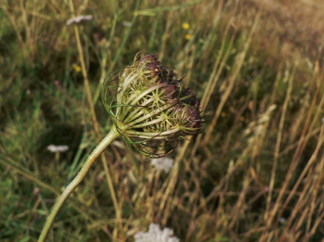 Daucus carota (4)
