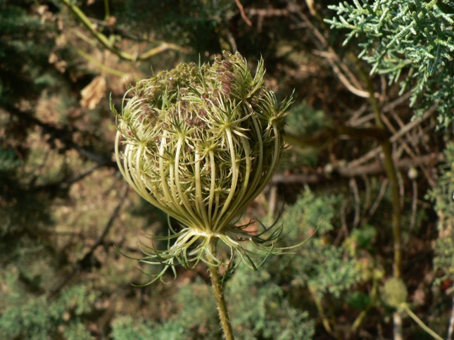 Daucus carota (5)