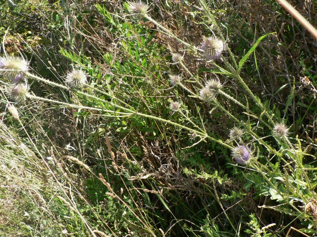 Dipsacum fullonum (1)