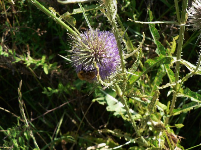 Dipsacum fullonum (2)