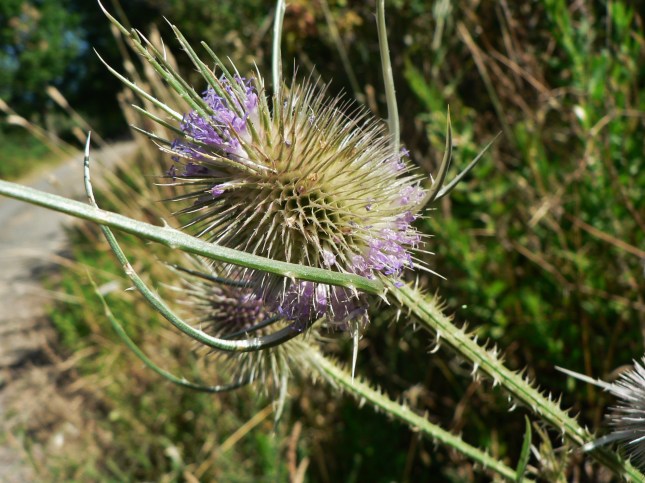 Dipsacum fullonum (3)