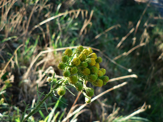 e-galatella-linosyris-4